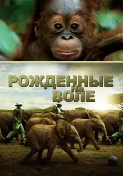 Постер: Рожденные на воле / Born to Be Wild (2011)