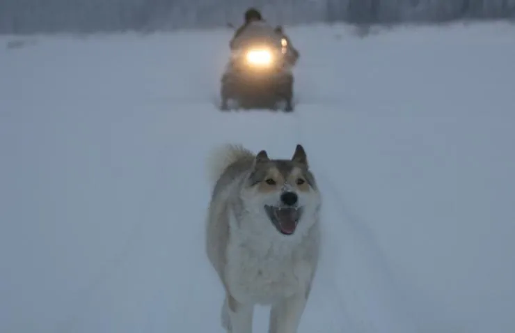 Кадр из Счастливые люди: Год в тайге (2010) Кадр 2 из фильма Счастливые люди: Год в тайге / Happy People: A Year in the Taiga (2010)