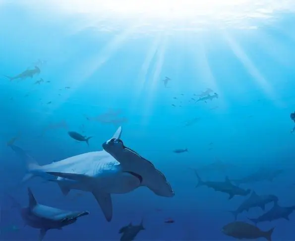Кадр из Акулы (2006) Кадр 3 из фильма Акулы / Sharkwater (2006)