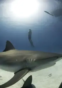 Кадр из Акулы (2006) Кадр 2 из фильма Акулы / Sharkwater (2006)