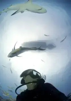 Кадр из Акулы (2006) Кадр 1 из фильма Акулы / Sharkwater (2006)