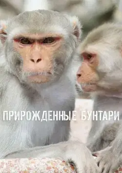 Постер: Прирожденные бунтари / Natural Born Rebels (2018)