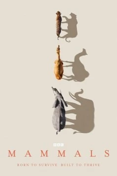 Постер: Млекопитающие / Mammals (2024)