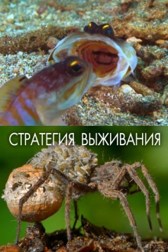 Постер: Стратегия выживания / Strategy of Life (2017)