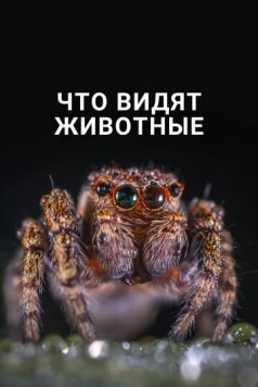 Постер: Что видят животные / What Animals See (2018)